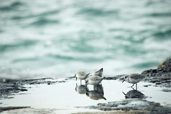 Flock of Sanderling (Calidris alba) feeding in a puddle on the A — Stock Photo, Image