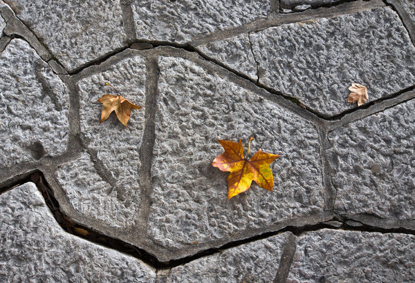 Yellow autumn leaves on a concrete tile path.