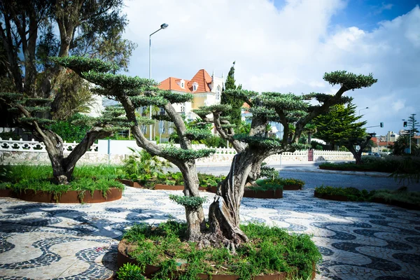 Schicker Baum in einem Stadtpark. Portugiesisch. gemildert — Stockfoto