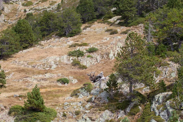 珍しい木と岩の多い山の斜面。アンドラ — ストック写真