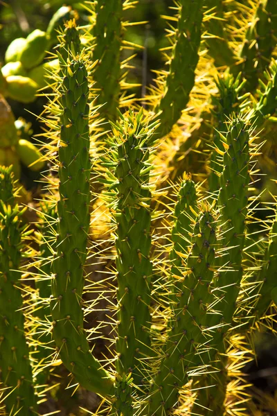 Blooming cactus with cobwebs. Macro. Selective focus. Toned — Stock Photo, Image