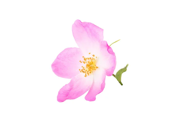 Una flor rosa mosqueta aislada sobre fondo blanco —  Fotos de Stock