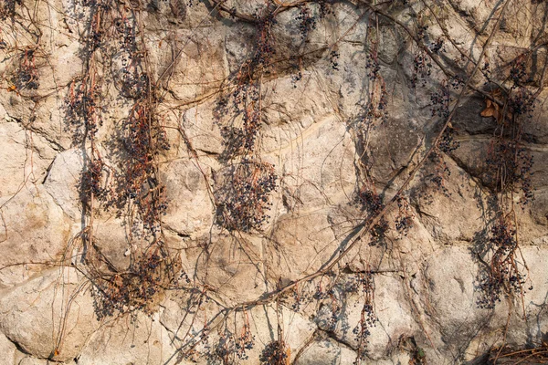 Background of old stone wall with ivy branch — Stock Fotó