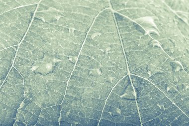 Ağaç yaprağı, çizgiler ve çiğ yakın çekim shot damla ile. Backgr