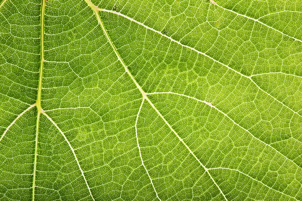 Nahaufnahme eines grünen Blattes mit Muster als Hintergrund — Stockfoto