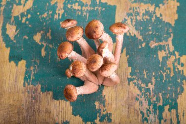 Armillaria (Kuehneromyces mutabilis), grup üzerinde mantar 