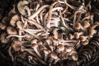Armillaria (Kuehneromyces mutabilis), ormanın grubunun mantar 