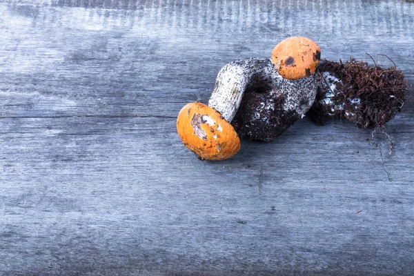 木製の背景のオレンジ キャップ ポルチーニ — ストック写真