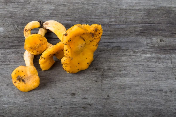 Cantharellus cibarius, beter bekend als de Cantharel, gouden — Stockfoto