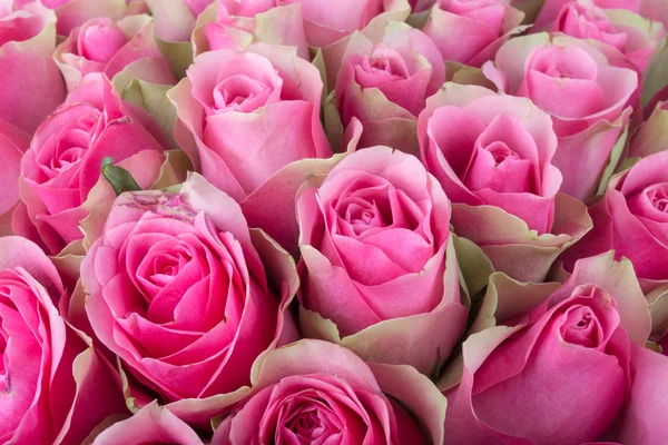 Natural Roses background — Stock Photo, Image