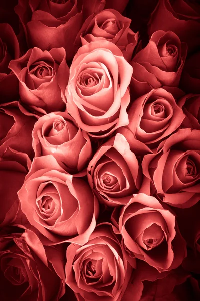 Natural Roses background