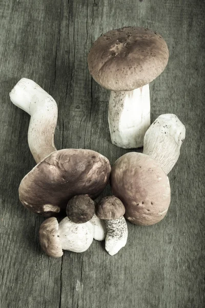 Ceps selvaggio e boletus sullo sfondo del vecchio bordo di legno. Ver — Foto Stock