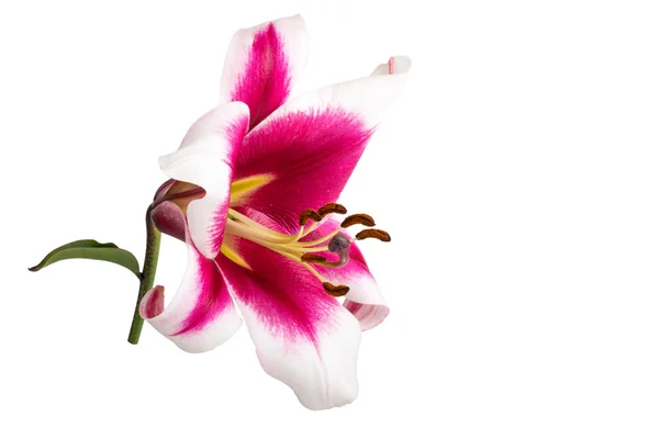 Цветок Лили со стеблем изолирован на белом фоне — стоковое фото
