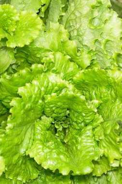 yağmur sonrası taze marul yaprakları
