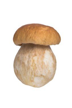 Beyaz arka plan üzerinde izole boletus mantarı