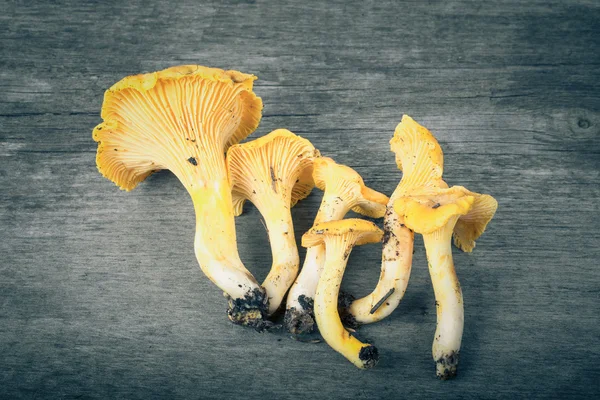 일반적으로 황금 살구 버섯으로 알려진 Cantharellus cibarius — 스톡 사진