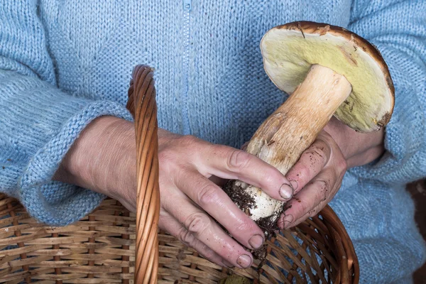 Mani di una donna anziana che tiene un fungo bianco — Foto Stock