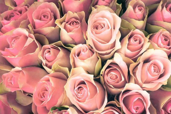 Natural Roses background — Stock Photo, Image