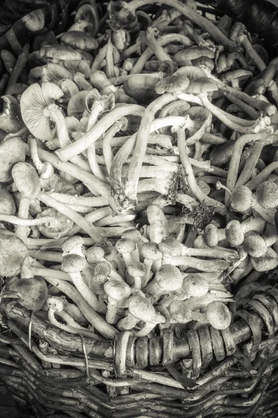 Armillaria (Kuehneromyces mutabilis), gruppo di funghi della foresta — Foto Stock