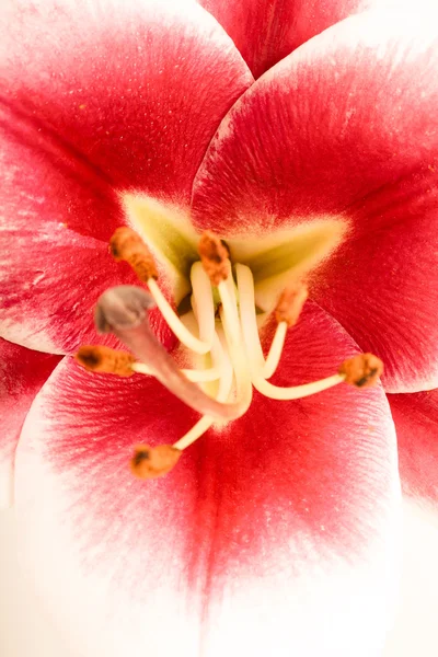 Fleurs de lys avec pistil et étamines. Macro. Profondeur superficielle de fie — Photo