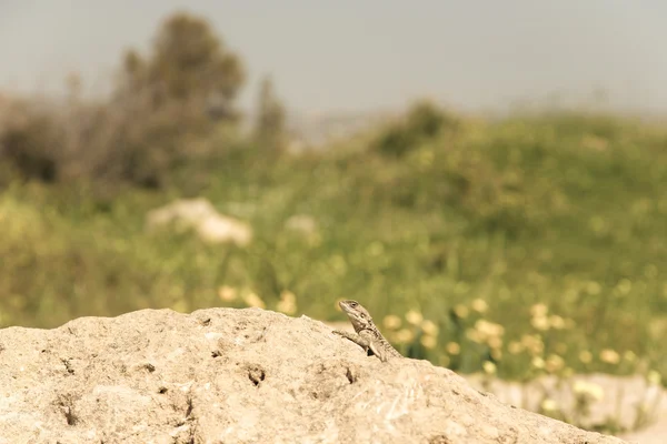 Agama da montanha (Laudakia stellio) se aquecendo em uma rocha na natur — Fotografia de Stock
