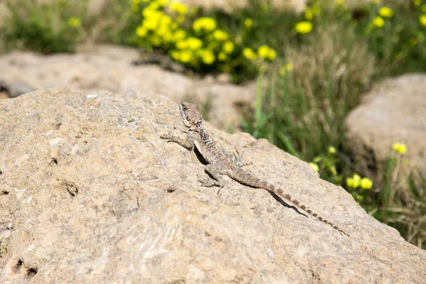 Mountain agama (Laudakia stellio) basking on a rock on the natur — Stock Photo, Image