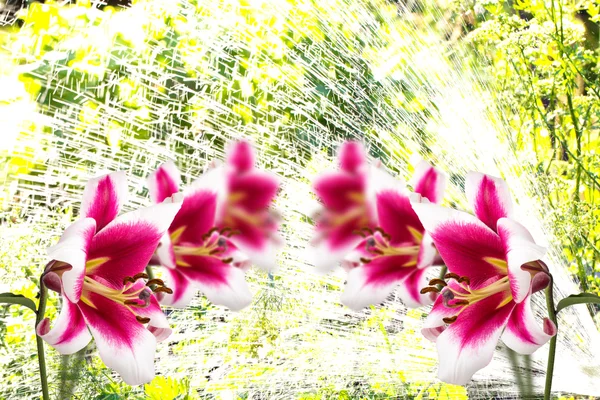 Collage met verse bloemen van de lelie en water spray. Toned — Stockfoto