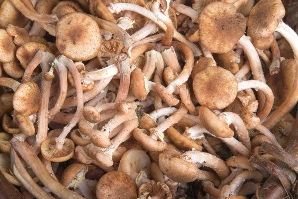 Armillaria (Kuehneromyces mutabilis), gruppo di funghi. Seleziona — Foto Stock
