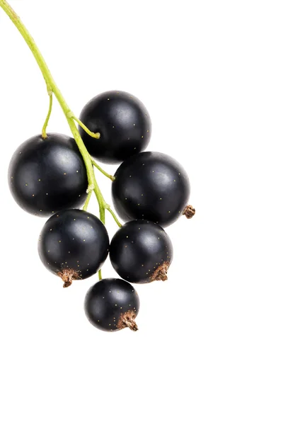 Black currants isolated on white — Stock Photo, Image