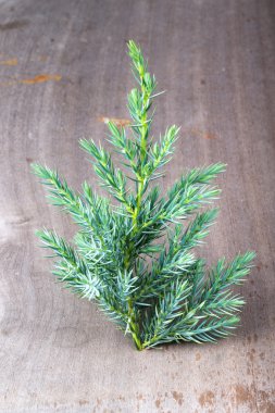 Eski ahşap arka planda bir Noel ağacı dalı