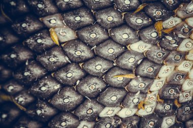 Ayçiçeği closeup ortasına. Arka plan. Seçici odak. Tonda