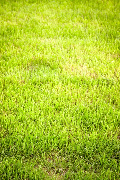 Groen gras op het gazon. Selectieve aandacht. Ondiepe scherptediepte — Stockfoto