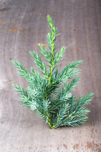 Eski ahşap arka planda bir Noel ağacı dalı