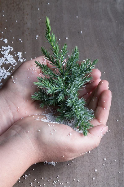 Branch of a Christmas tree in Human hand with pieces of foam pla — Stock Photo, Image