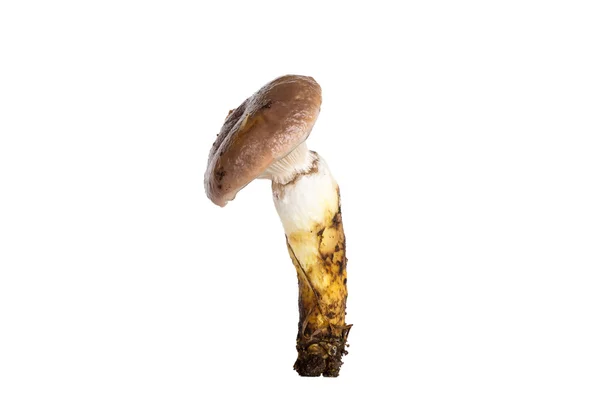Cogumelo Gomphidius glutinosus isolado sobre fundo branco — Fotografia de Stock