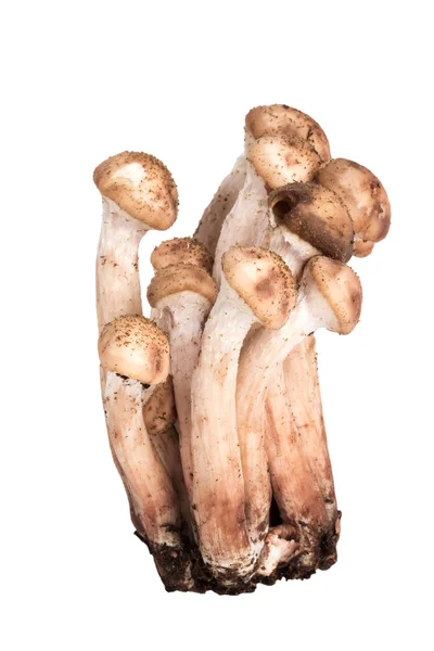Václavka obecná houby izolované na bílém pozadí — Stock fotografie