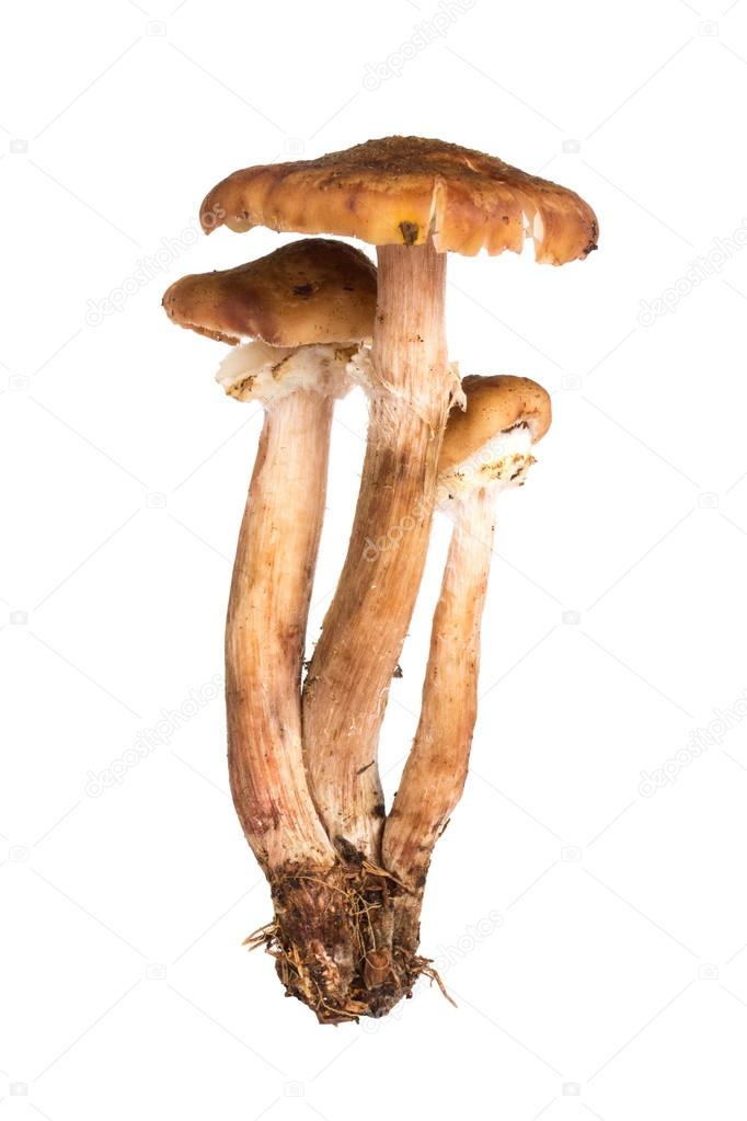 Mushrooms Armillaria mellea isolated on white background