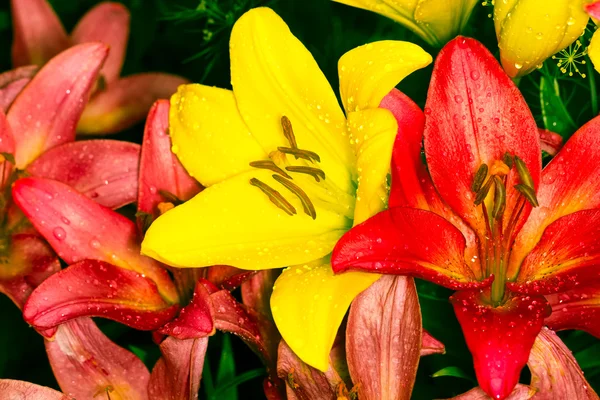 Verse tuin kleurrijke lily bloemen in een spray van water. Afgezwakt — Stockfoto