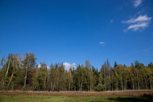 Herfst bos bomen. natuur groen hout zonlicht achtergrond. Sele — Stockfoto