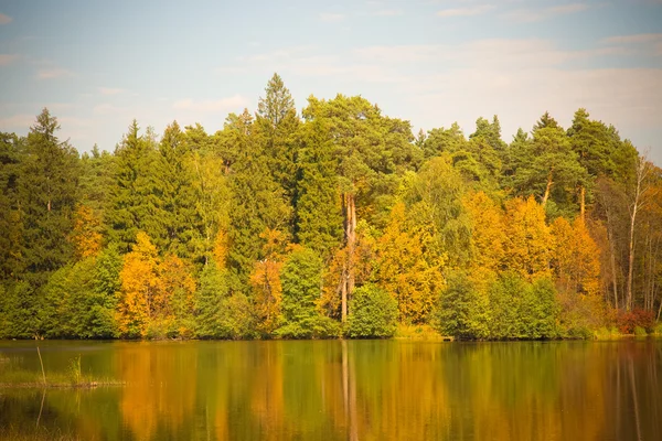 Postal con árboles del bosque otoñal y lago. Naturaleza madera verde su —  Fotos de Stock