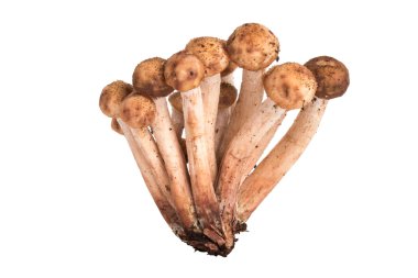 Beyaz arka plan üzerinde izole mantar Armillaria mellea