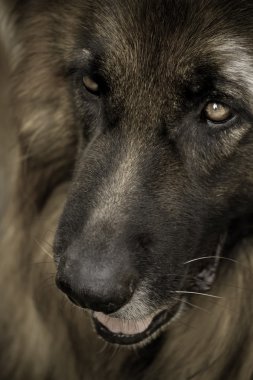 Düşünceli köpek portresi. Gözlere odaklanın. Tonda