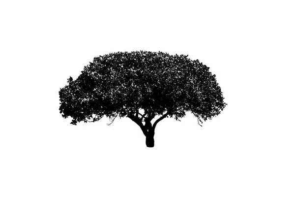 Силуэт дерева на белом фоне — стоковое фото