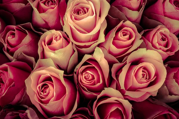 Natural background of fresh roses. Soft focus. Toned — Stock Photo, Image