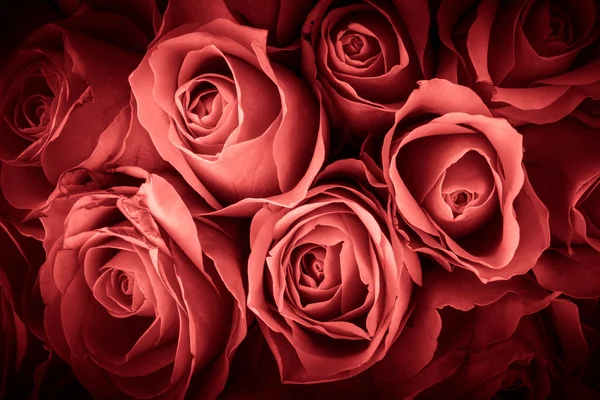 Fondo natural de rosas frescas. Foco suave. Tonificado —  Fotos de Stock