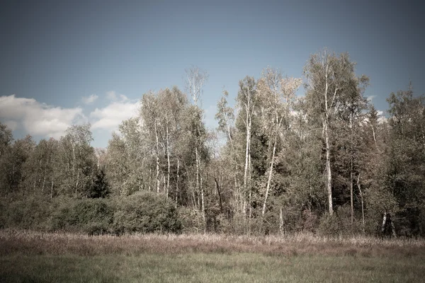 Herfst bos bomen. natuur groen hout zonlicht achtergrond. Sele — Stockfoto