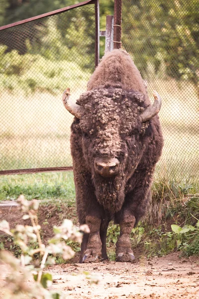 Retrato de bisonte grande em pequeno jardim zoológico privado. Foco suave. Tonificado — Fotografia de Stock