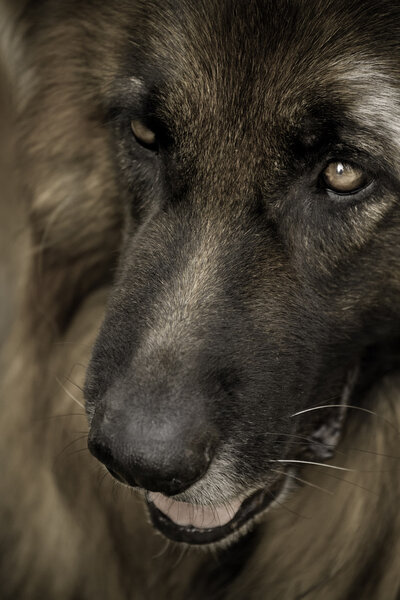 Portrait of thoughtful dog. Focus on the eyes. Toned.