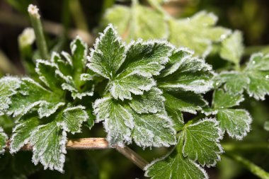 Branch of frosted parsley. Autumn. First frost in the garden in
