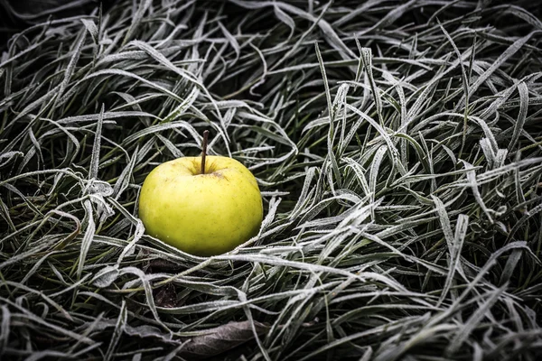 仰向けになって、ジューシーな完熟、新鮮なリンゴは、草を曇らされます。秋。最初の f — ストック写真
